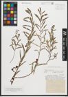 Foto von Salix purpurea L.